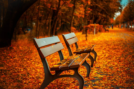 bench-forest-trees-path.jpeg